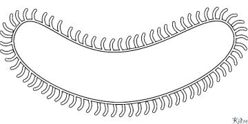 bacteria Pagine Di Culore Stampabile